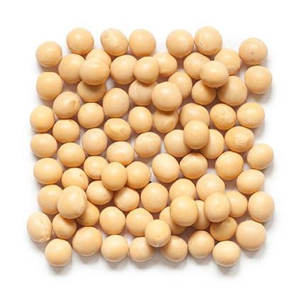 White Hilum Soybeans