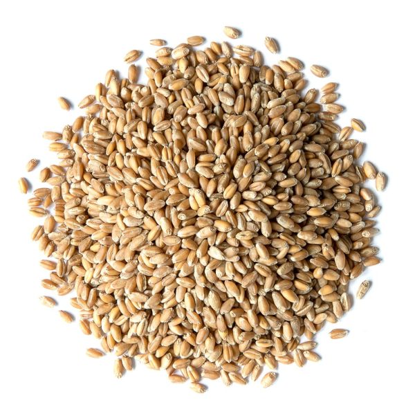 Wheat Berries